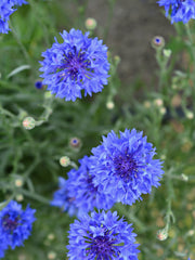 Load image into Gallery viewer, Bachelor&#39;s Buttons, &#39;Florist Blue Boy&#39;
