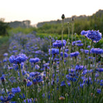 Load image into Gallery viewer, Bachelor&#39;s Buttons, &#39;Florist Blue Boy&#39;
