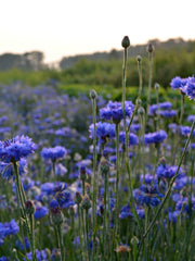 Load image into Gallery viewer, Bachelor&#39;s Buttons, &#39;Florist Blue Boy&#39;

