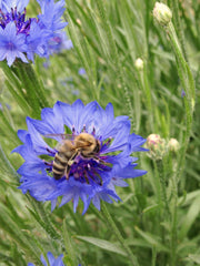 Load image into Gallery viewer, Bachelor&#39;s Buttons, &#39;Florist Blue Boy&#39;
