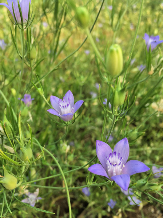 Nigella, 'Blue Stars'