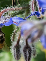 Load image into Gallery viewer, Borage
