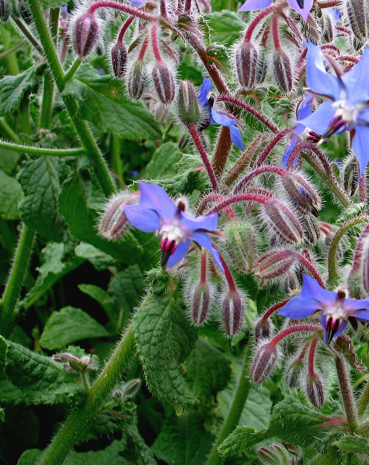 Flowers | Uprising Seeds
