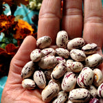 Load image into Gallery viewer, Bean, Pole Dry, &#39;Borlotto Gaston&#39;

