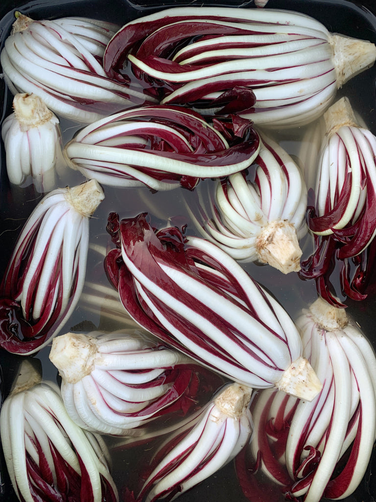 Radicchio (Tardivo), 'Botteniga' | Uprising Seeds