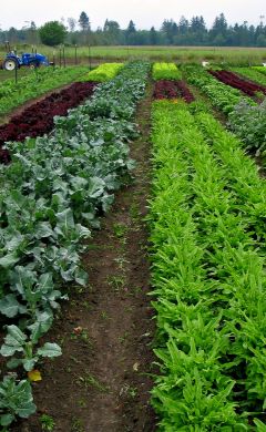 Arugula, 'Astro'