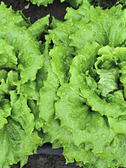 Load image into Gallery viewer, Lettuce, &#39;La Brillante&#39;

