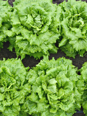 Load image into Gallery viewer, Lettuce, &#39;La Brillante&#39;
