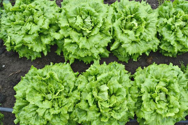 Lettuce, 'La Brillante'