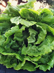 Load image into Gallery viewer, Lettuce, &#39;La Brillante&#39;
