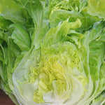 Load image into Gallery viewer, Lettuce, &#39;La Brillante&#39;
