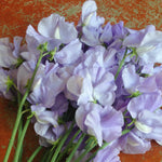 Load image into Gallery viewer, Sweet Pea, &#39;Bristol&#39;
