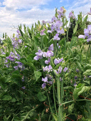 Load image into Gallery viewer, Sweet Pea, &#39;Bristol&#39;
