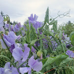 Load image into Gallery viewer, Sweet Pea, &#39;Bristol&#39;

