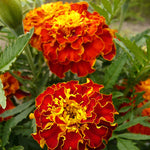 Load image into Gallery viewer, Marigold, &#39;French Brocade&#39;
