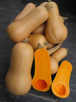 Winter Squash, 'Burpee's Butterbush'