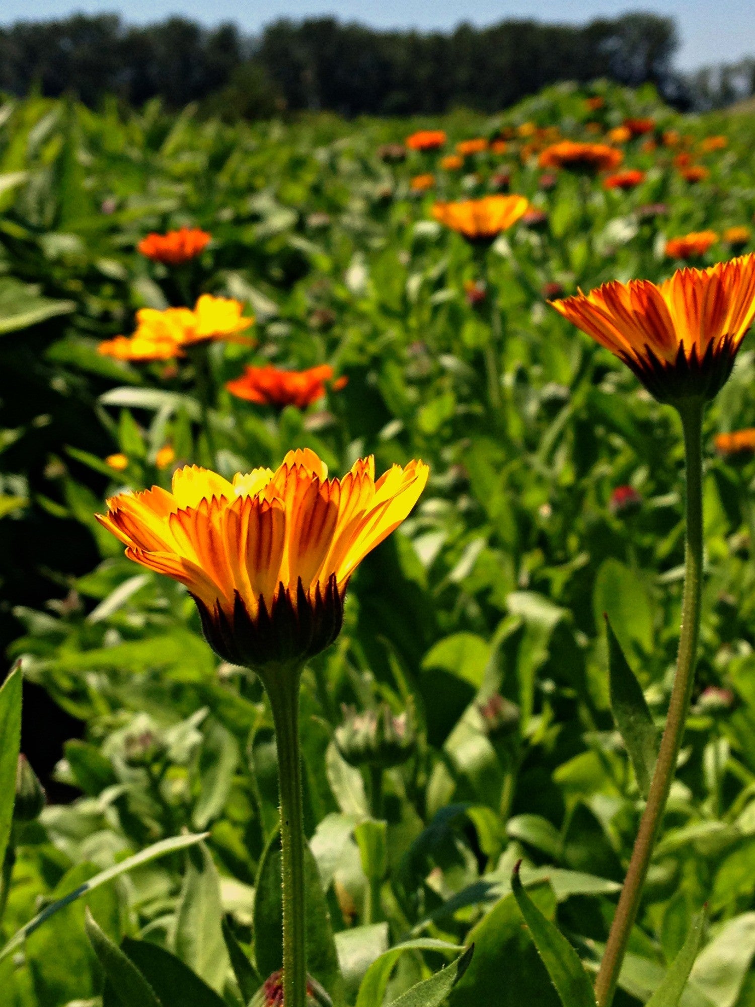 Flowers | Uprising Seeds