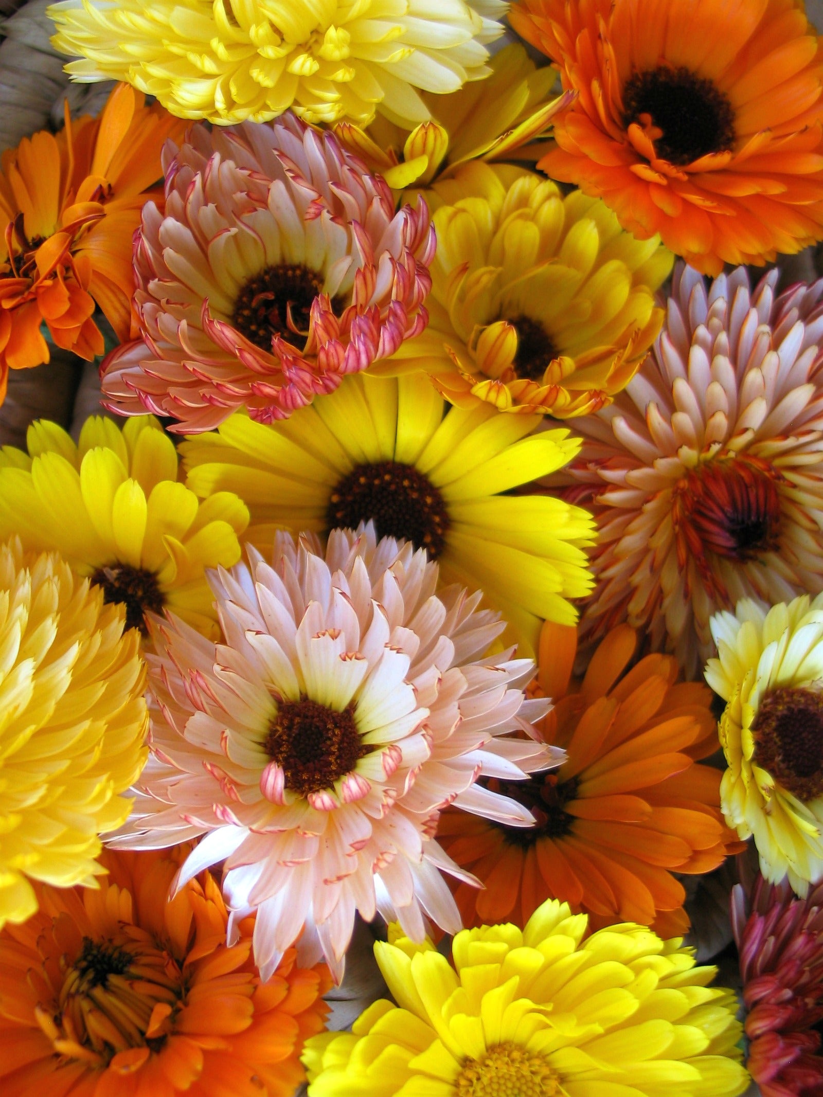 Flowers | Uprising Seeds