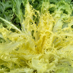 Load image into Gallery viewer, Curly Endive, &#39;Capriccio&#39;
