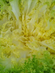 Load image into Gallery viewer, Curly Endive, &#39;Capriccio&#39;

