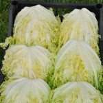 Load image into Gallery viewer, Curly Endive, &#39;Capriccio&#39;
