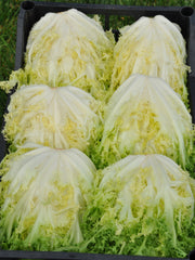 Load image into Gallery viewer, Curly Endive, &#39;Capriccio&#39;
