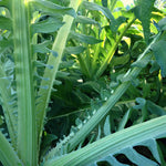 Load image into Gallery viewer, Cardoon, &#39;Gobbo di Nizza&#39;
