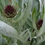 Load image into Gallery viewer, Cardoon, &#39;Gobbo di Nizza&#39;
