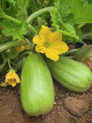 Load image into Gallery viewer, Carosello, &#39;Leccese Light Green&#39;
