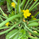 Load image into Gallery viewer, Carosello, &#39;Leccese Light Green&#39;
