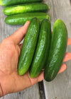 Cucumber, 'Çengelköy'