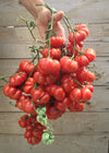 Tomato, 'Ceylon'