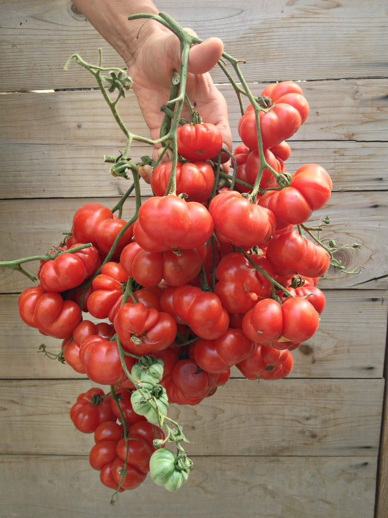 Tomato, 'Ceylon' | Uprising Seeds
