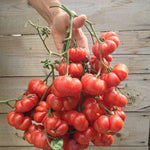 Load image into Gallery viewer, Tomato, &#39;Ceylon&#39;
