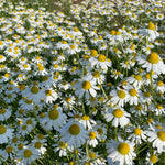 Load image into Gallery viewer, German Chamomile
