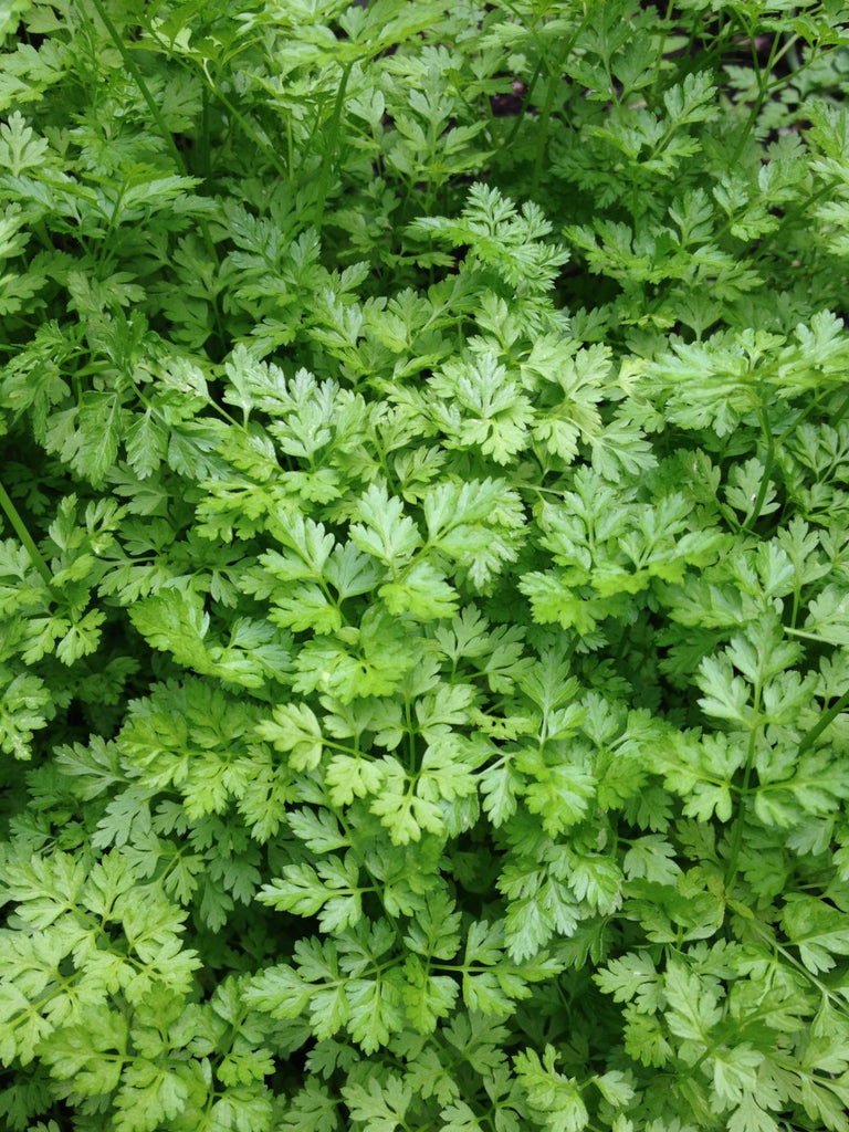 Chervil, 'Vertissimo' | Uprising Seeds