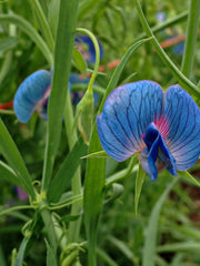 Load image into Gallery viewer, Sweet Pea Sp., &#39;Azureus&#39;
