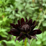 Load image into Gallery viewer, Cosmos, &#39;Chocolate&#39;
