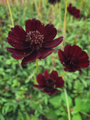 Load image into Gallery viewer, Cosmos, &#39;Chocolate&#39;
