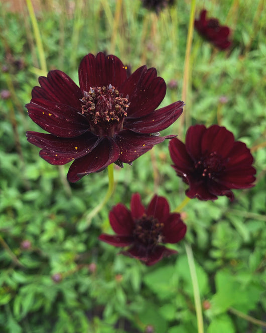Cosmos, 'Chocolate'