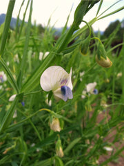 Load image into Gallery viewer, Cicerchia
