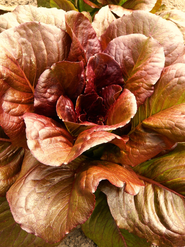 Lettuce, 'Cimarron'