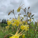Load image into Gallery viewer, Columbine, &#39;Longspur&#39;
