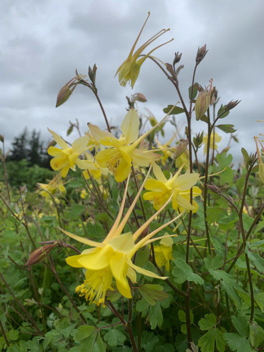 Columbine, 'Longspur'