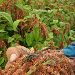 Load image into Gallery viewer, Amaranth, &#39;Coral Fountains&#39;

