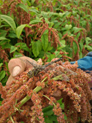 Load image into Gallery viewer, Amaranth, &#39;Coral Fountains&#39;
