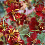 Load image into Gallery viewer, Coreopsis, &#39;Roulette&#39;
