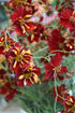 Coreopsis, 'Roulette' | Uprising Seeds