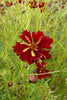 Coreopsis, 'Roulette' | Uprising Seeds