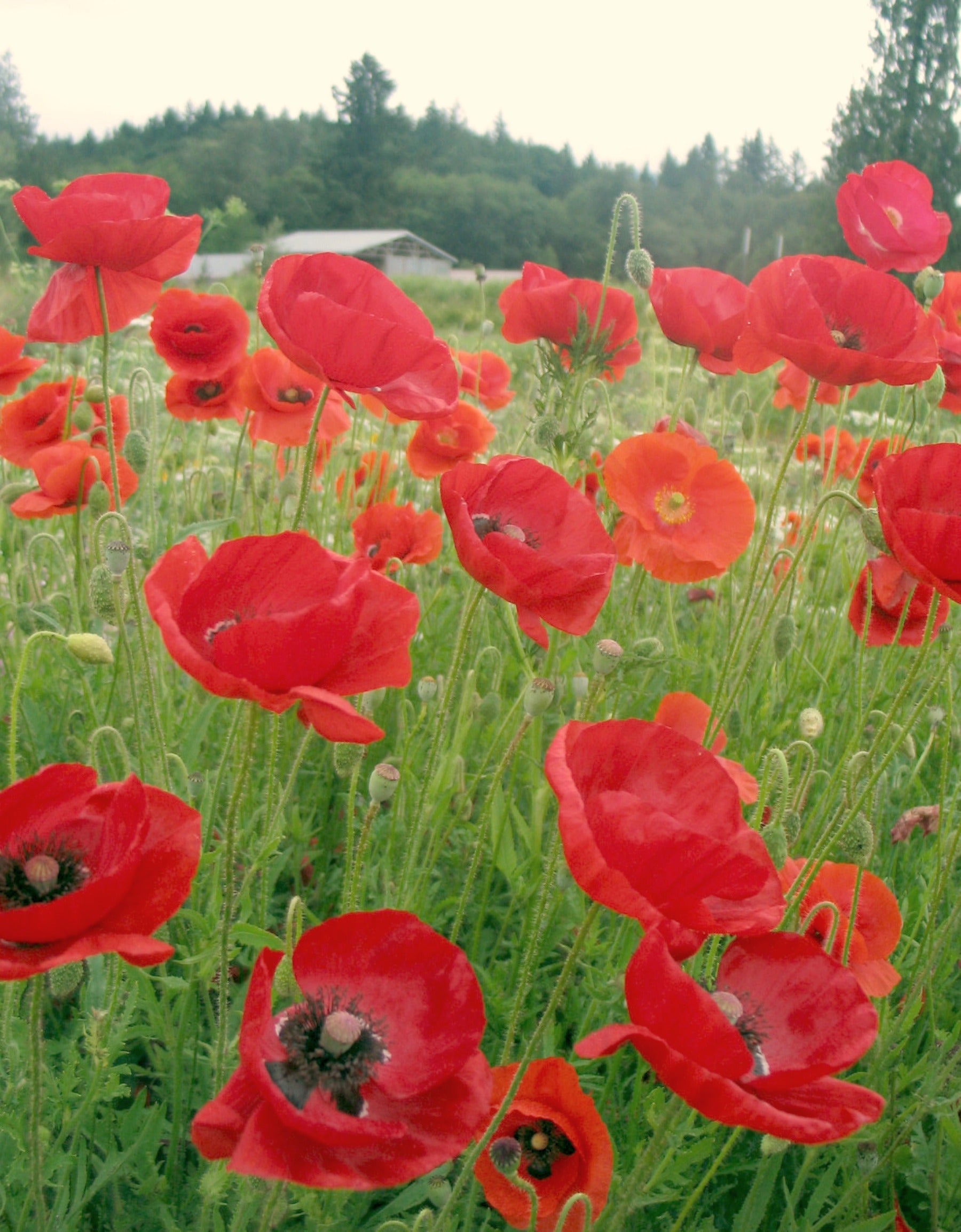 Springfield Poppy Poppy, Shirley, 'Cornfield' | Uprising Seeds